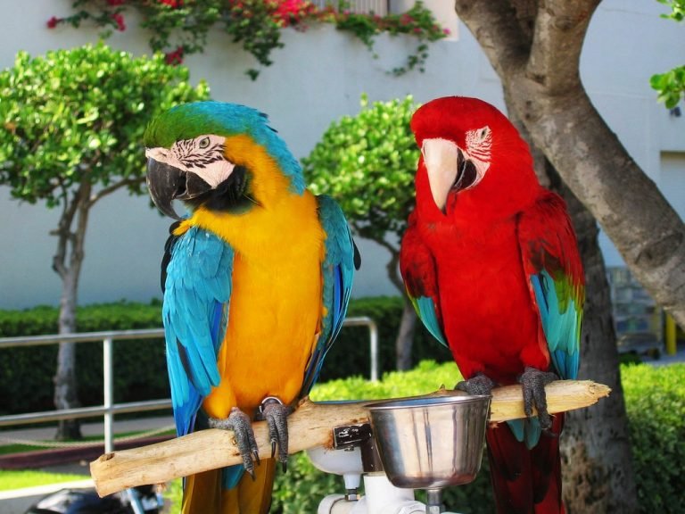 Guacamayos Los Loros M S Grandes Del Planeta Aves Ex Ticas