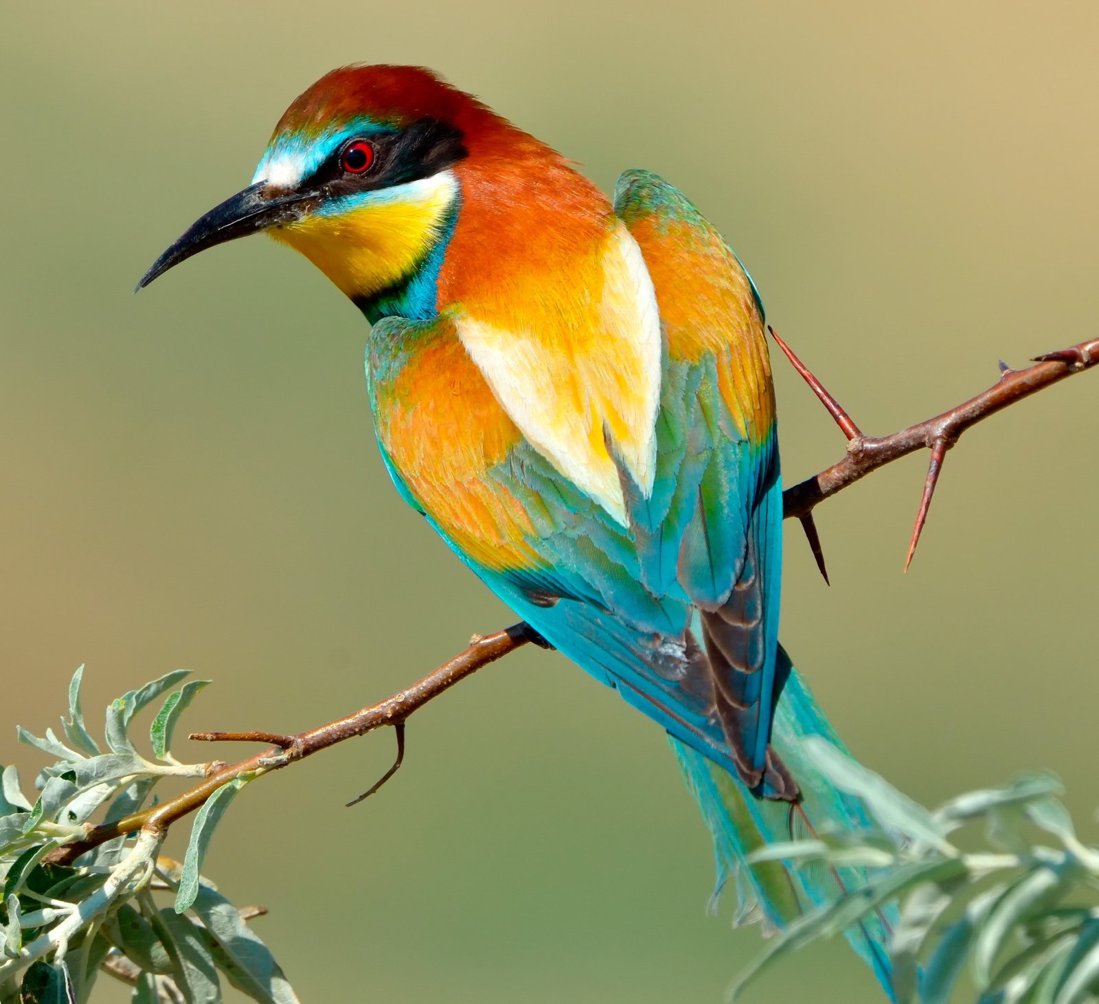 Las 1000 Aves Exoticas Mas Bellas Del Mundo Fotos Y Curiosidades