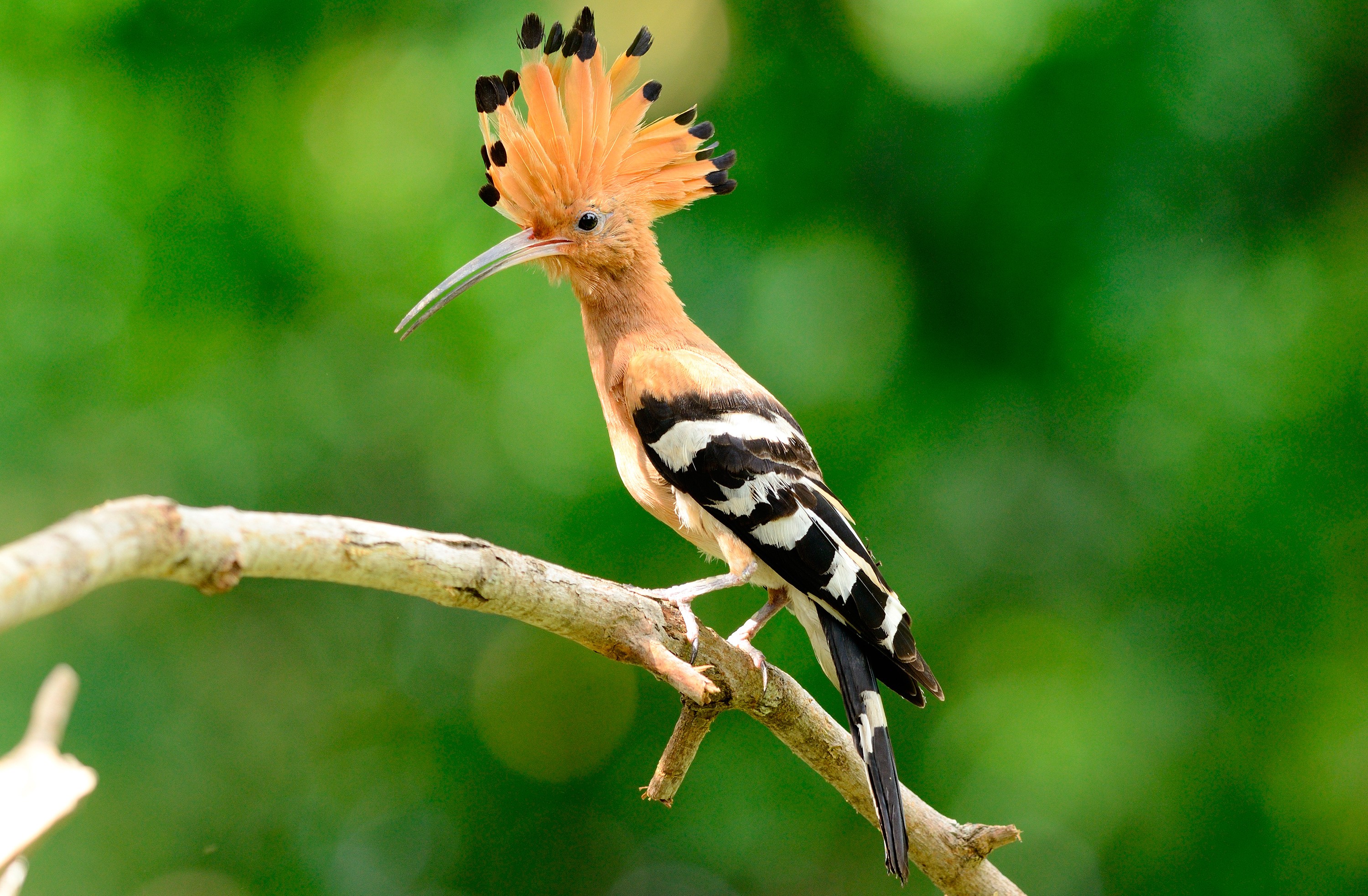 Las 1000 Aves Exoticas Mas Bellas Del Mundo Fotos Y Curiosidades