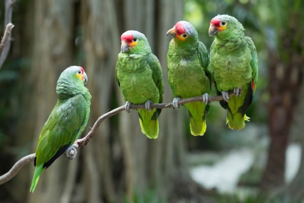 Loros: TODO acerca de la Mejor Ave de Compañía | Aves Exóticas
