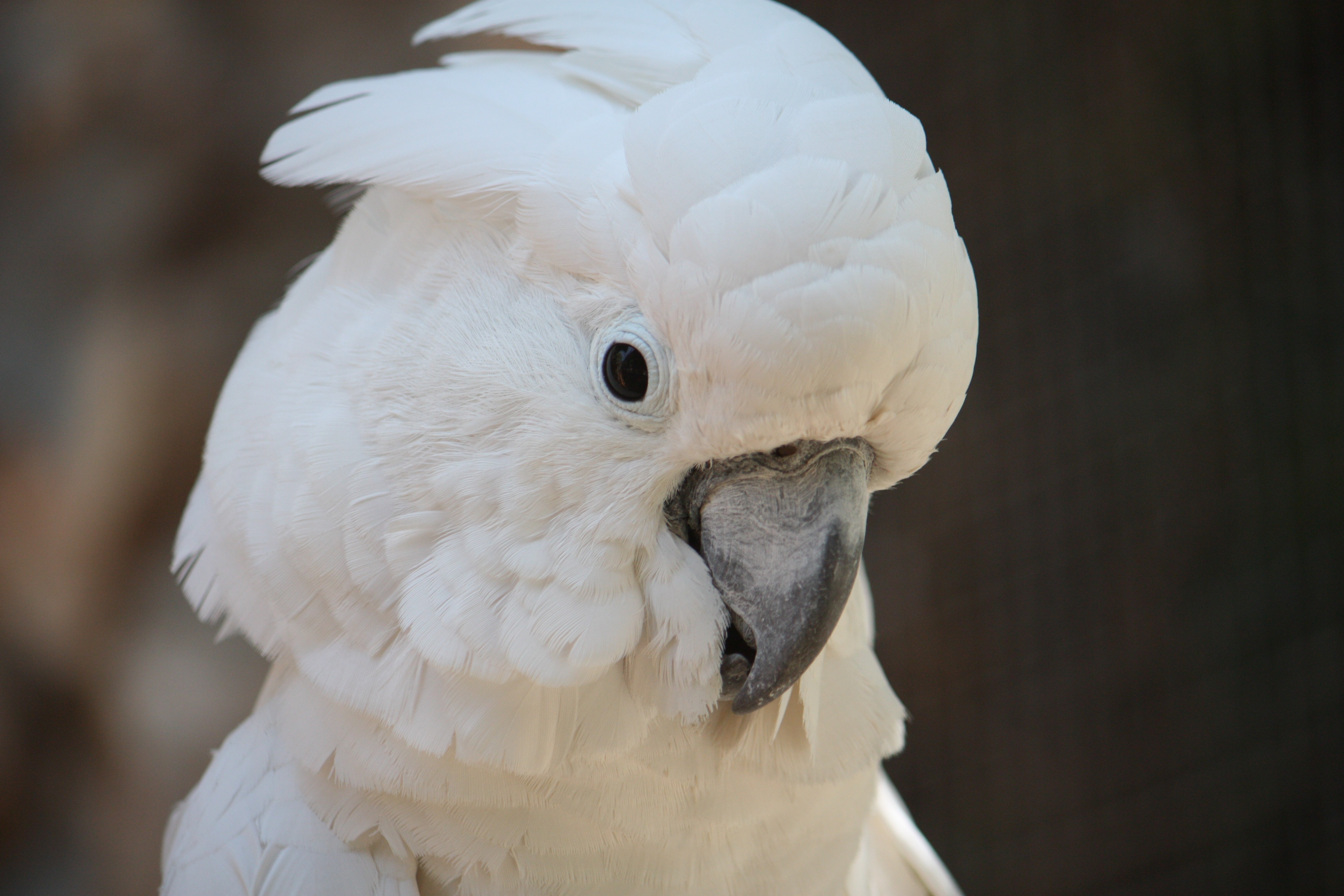 Большой какаду. Белый попугай Какаду.