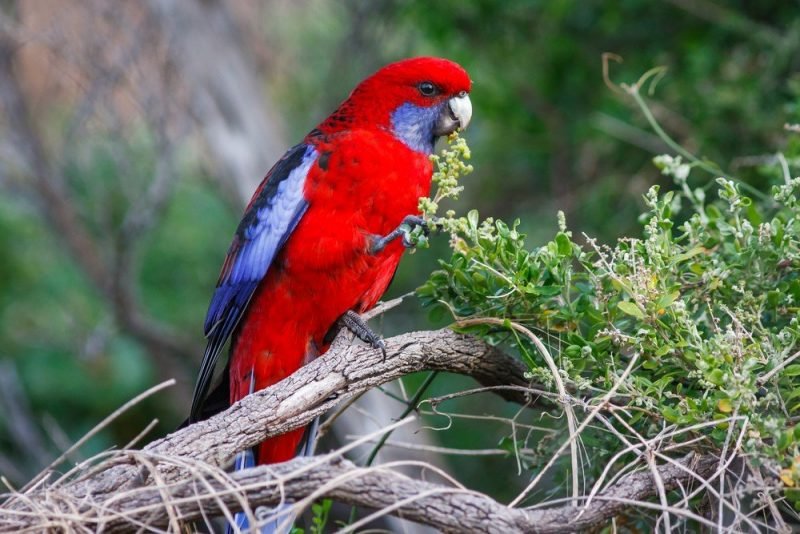 Cotorra Rosella | Aves Exóticas