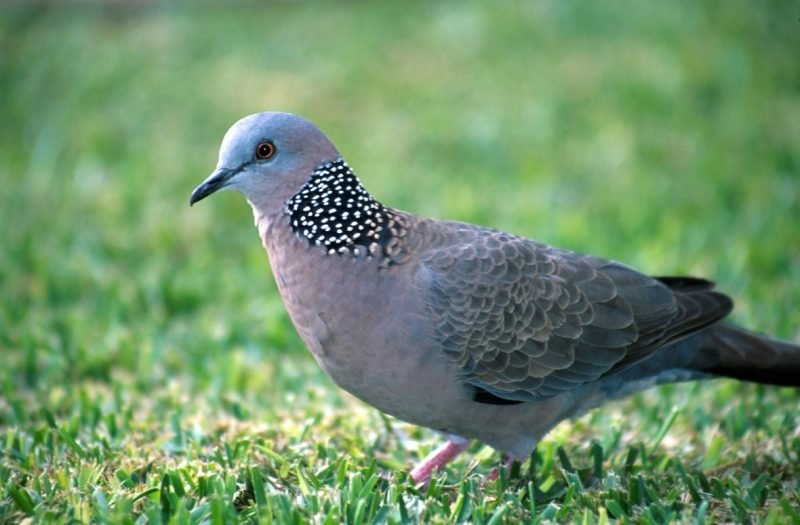 Tórtola Moteada Aves Exóticas