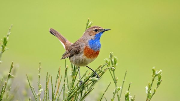 Ruiseñor pechiazul | Aves Exóticas