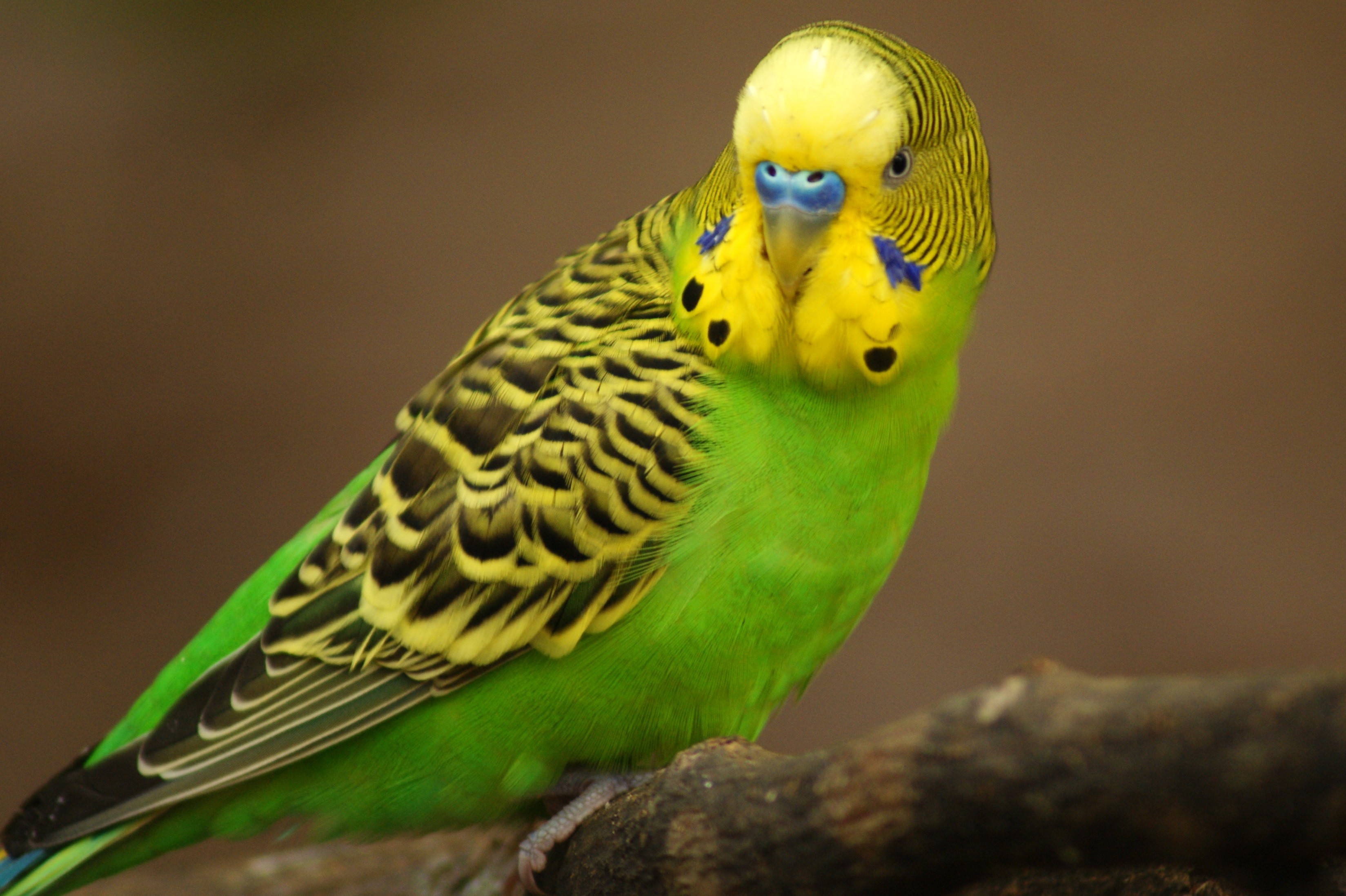 Periquito australiano | Aves Exóticas Cuanto Tiempo Tardan En Nacer Los Periquitos Australianos