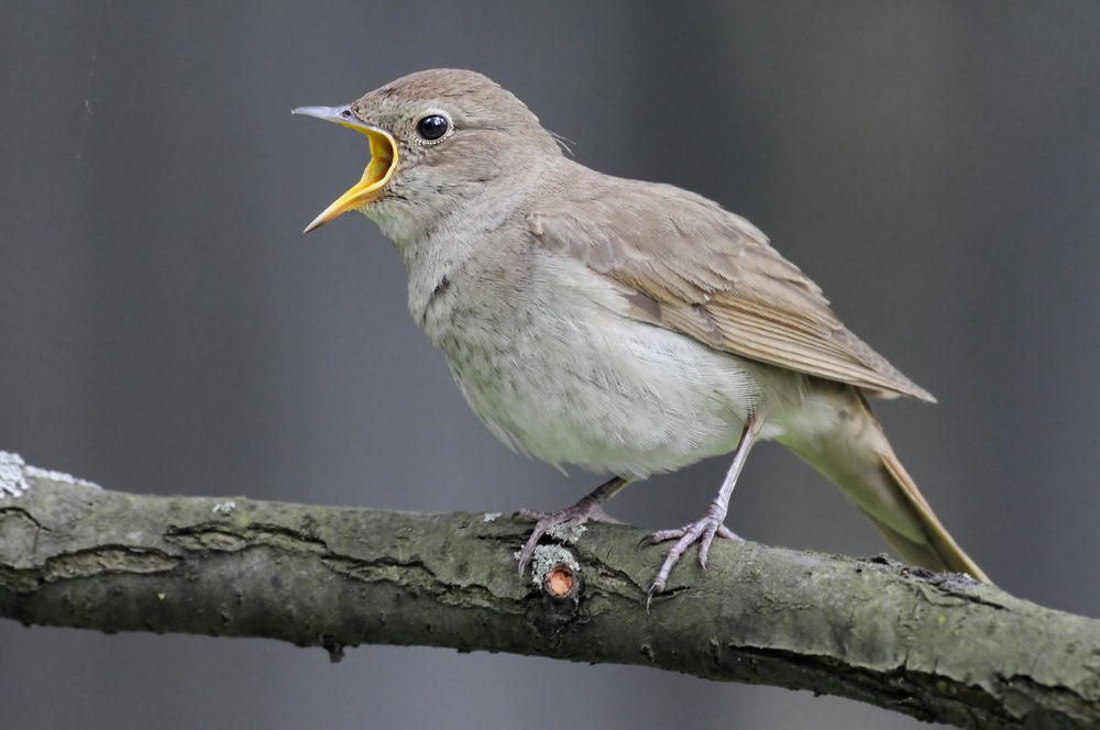 ruise-or-aves-ex-ticas