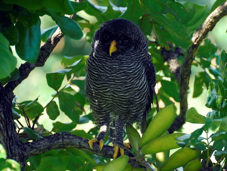 Lechuza negra | Aves Exóticas