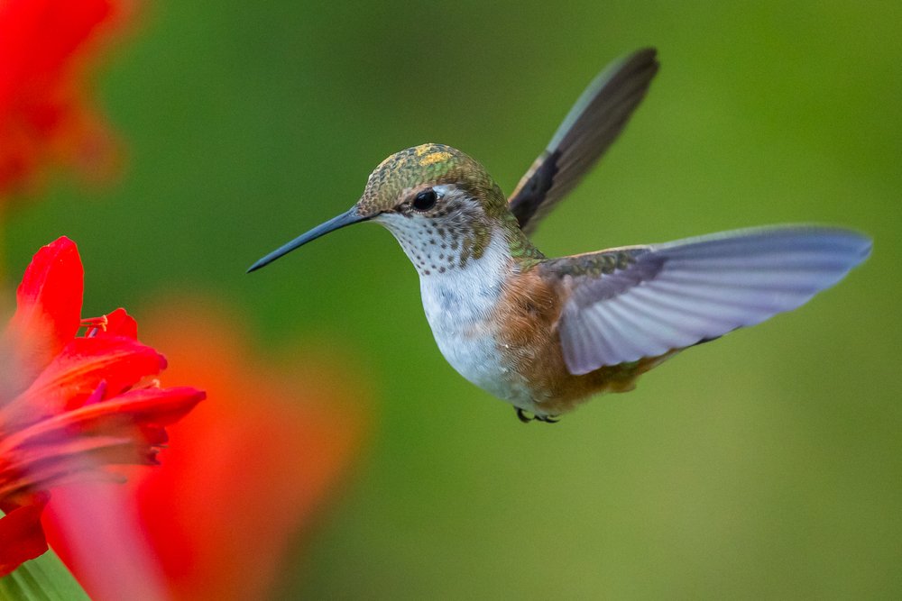Colibrí: El Único Ave Capaz de Volar Hacia Atrás | Aves Exóticas