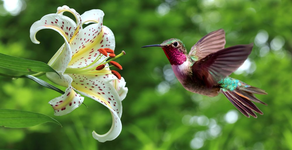 Colibrí: El Único Ave Capaz de Volar Hacia Atrás | Aves Exóticas