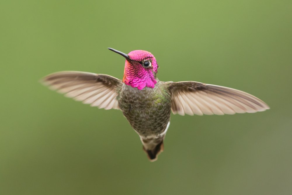 foto de colibri