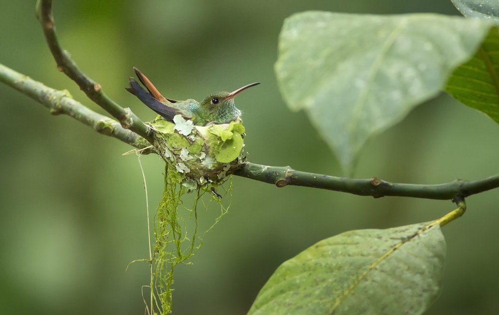 Colibrí: El Único Ave Capaz de Volar Hacia Atrás | Aves Exóticas