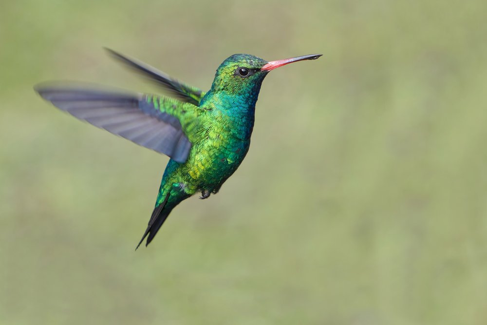 Colibrí: El Único Ave Capaz de Volar Hacia Atrás | Aves Exóticas