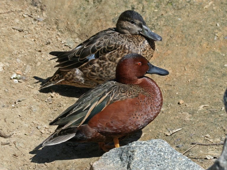 Cerceta colorada | Aves Exóticas