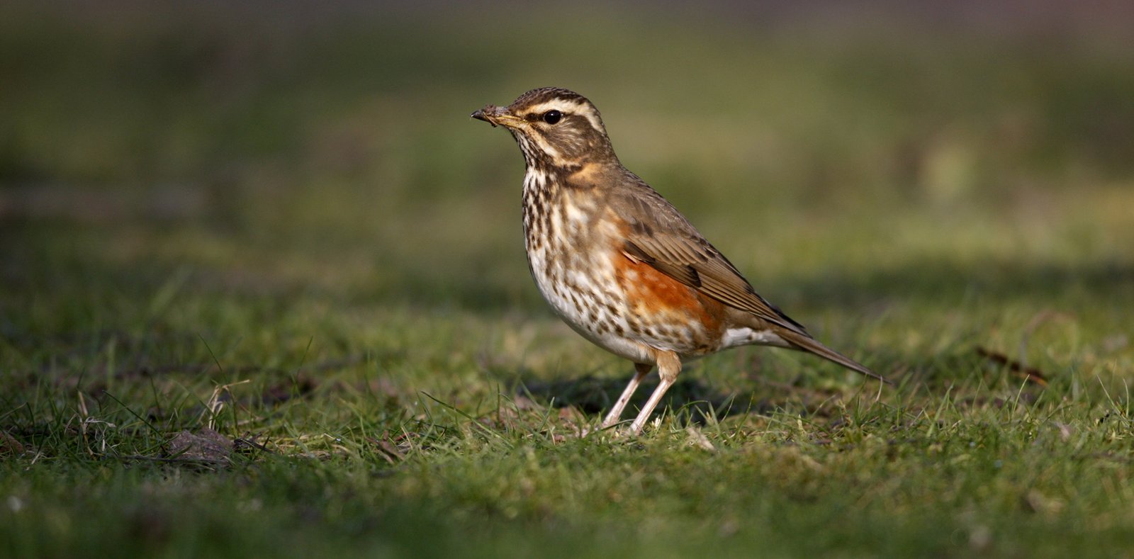 turdus