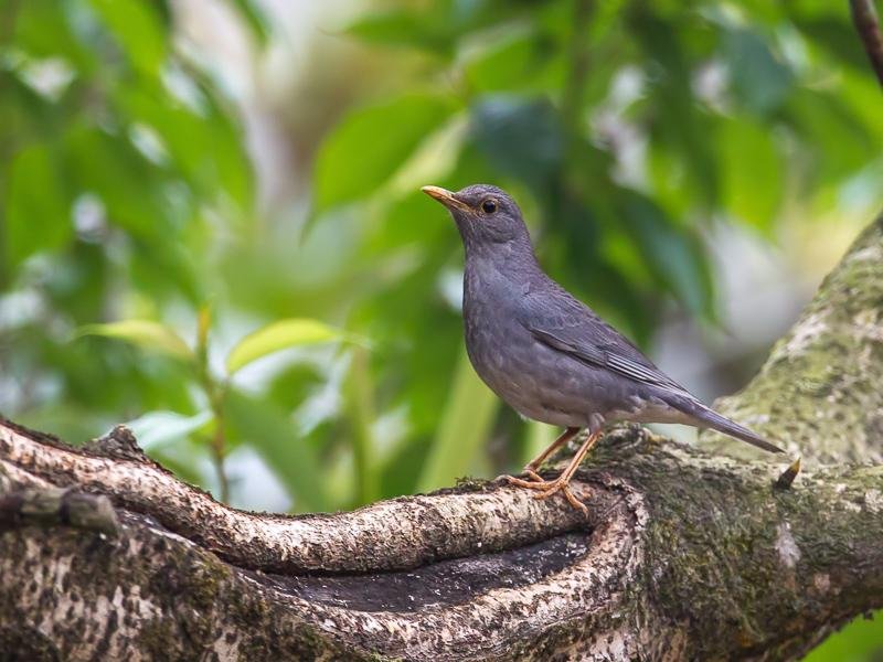 Turdus unicolor
