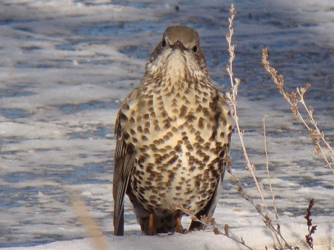 Turdus viscivorus