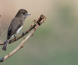 Melaenornis brunneus