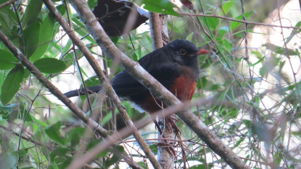 turdo de La Española