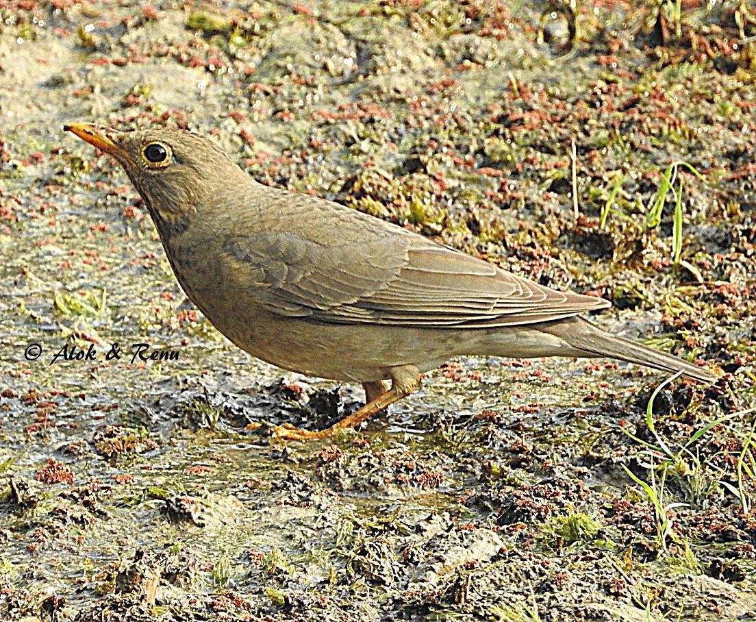zorzal unicolor hembra