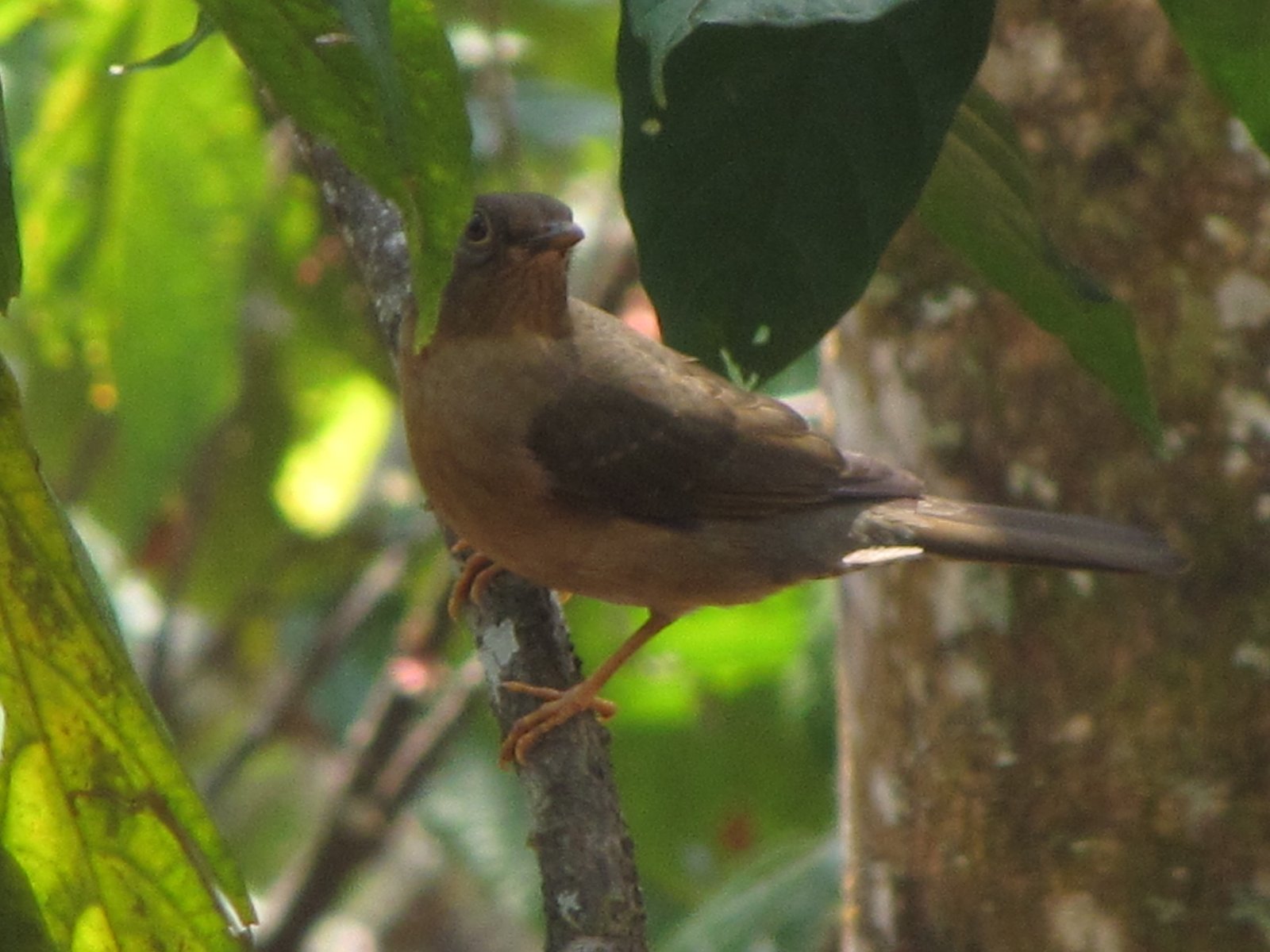 Turdus haplochrous