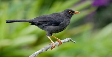 Turdus fuscater