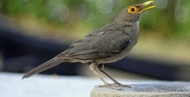 Turdus nudigensis