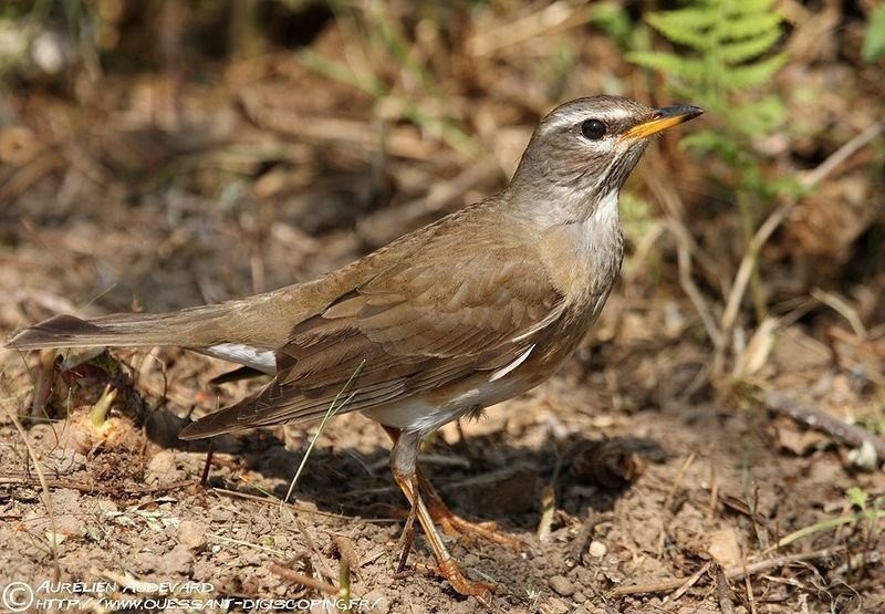 Turdus-obscurus