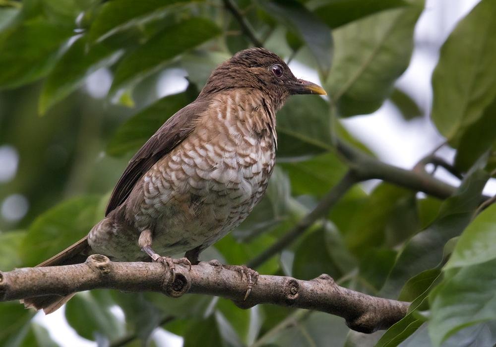 Turdus olivaceofuscus