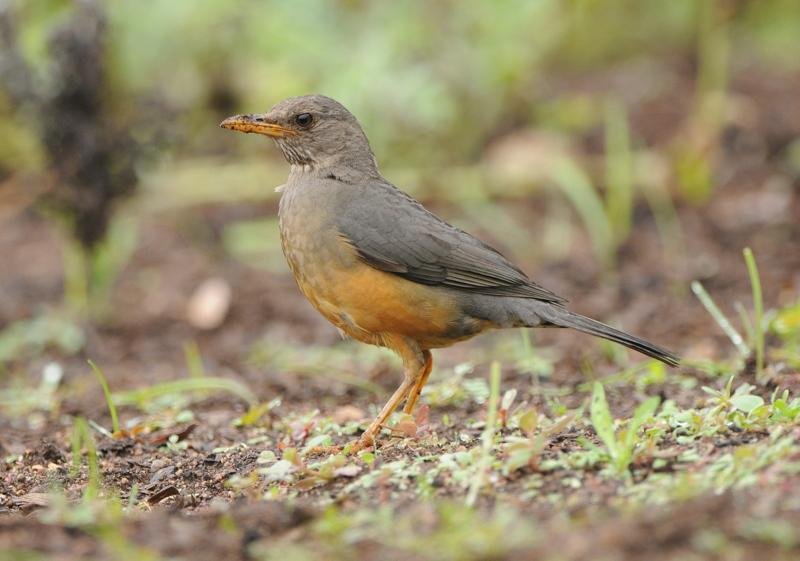 Turdus olivaceus