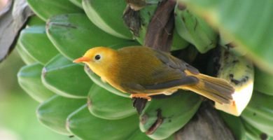 anteojitos dorado