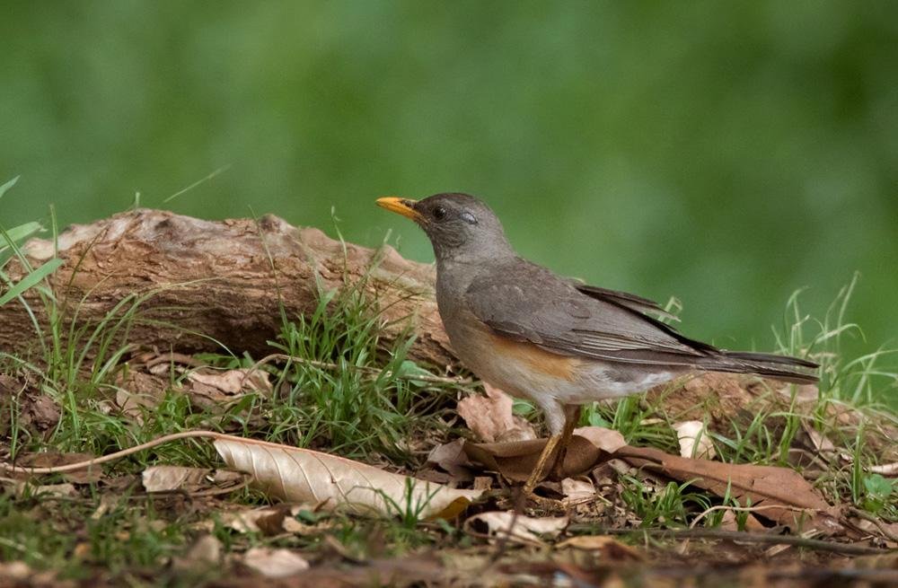 turdus pelios