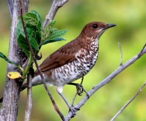 zorzal de marrañón