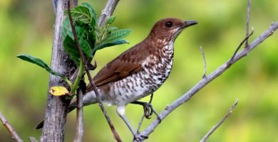 zorzal de marrañón