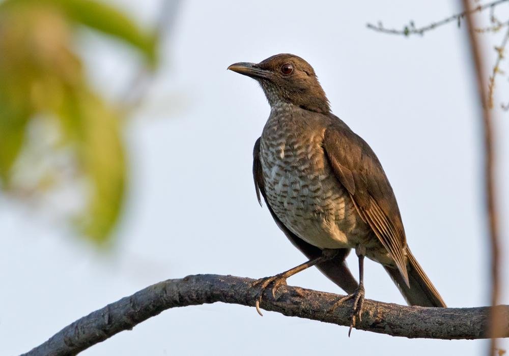 zorzal de santo tomé