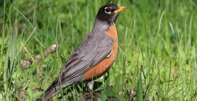 zorzal robin
