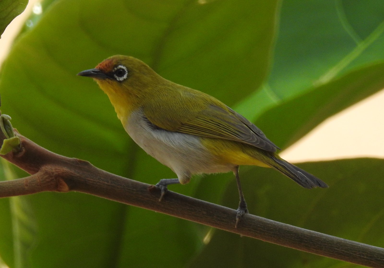 anteojitos oriental