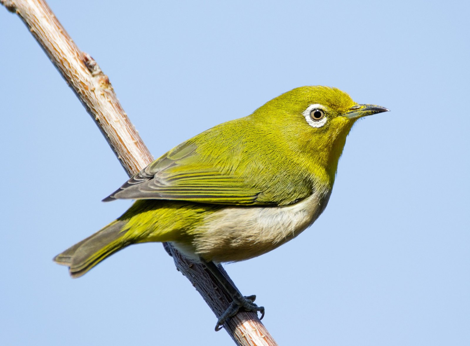 Zosterops japonicus