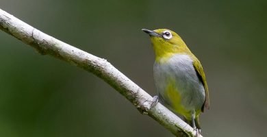 anteojitos de Everett