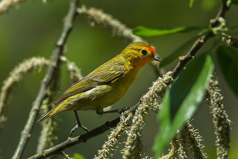 Cephalopyrus flammiceps,