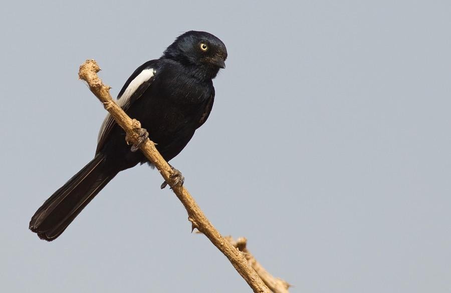 Melaniparus guineensis