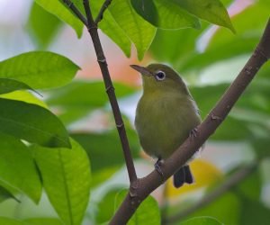 Zosterops griseotinctus