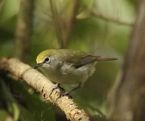 anteojitos de la navidad