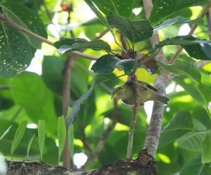 anteojitos de las palaos