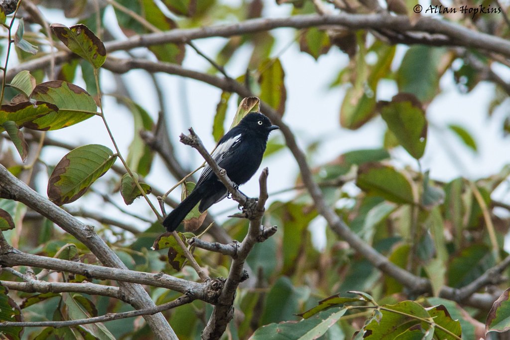 carbonero de guinea