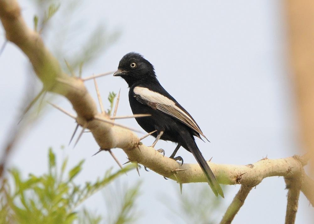 carbonero guinea