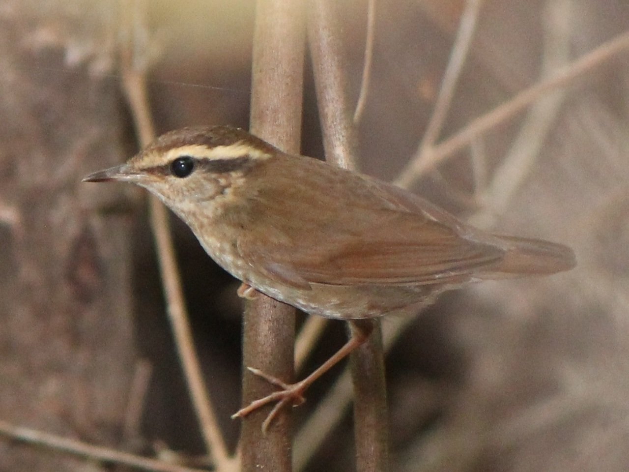 Urosphena squameicpes