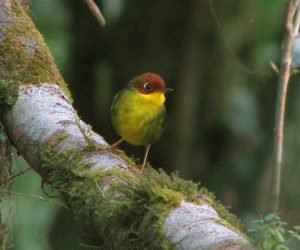 tesia cabecicastaña