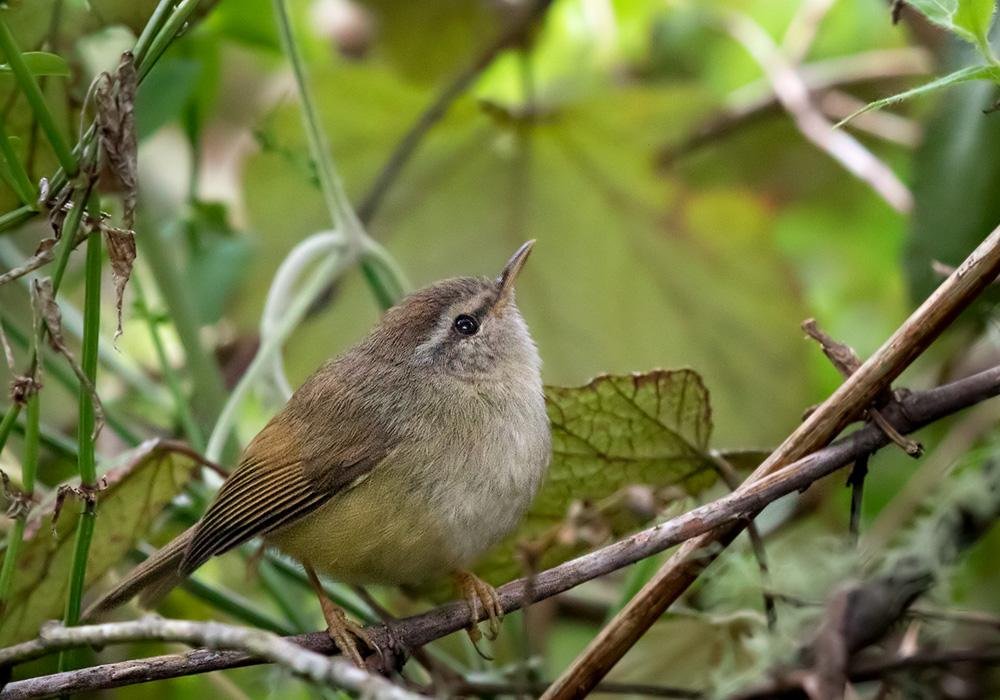 Horornis acanthizoides