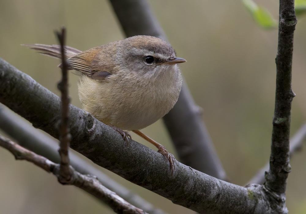 Horornis-acanthizoides