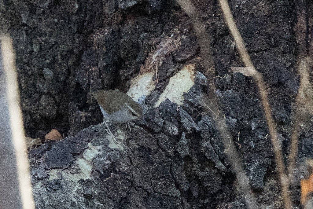 Urosphena subulata